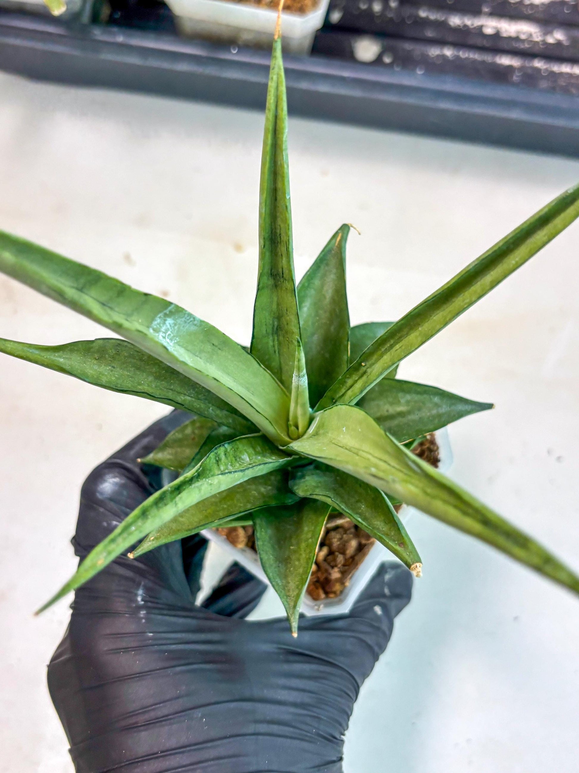Sansevieria Manee Thewee (ca2) (14) | Rare Snake Plant