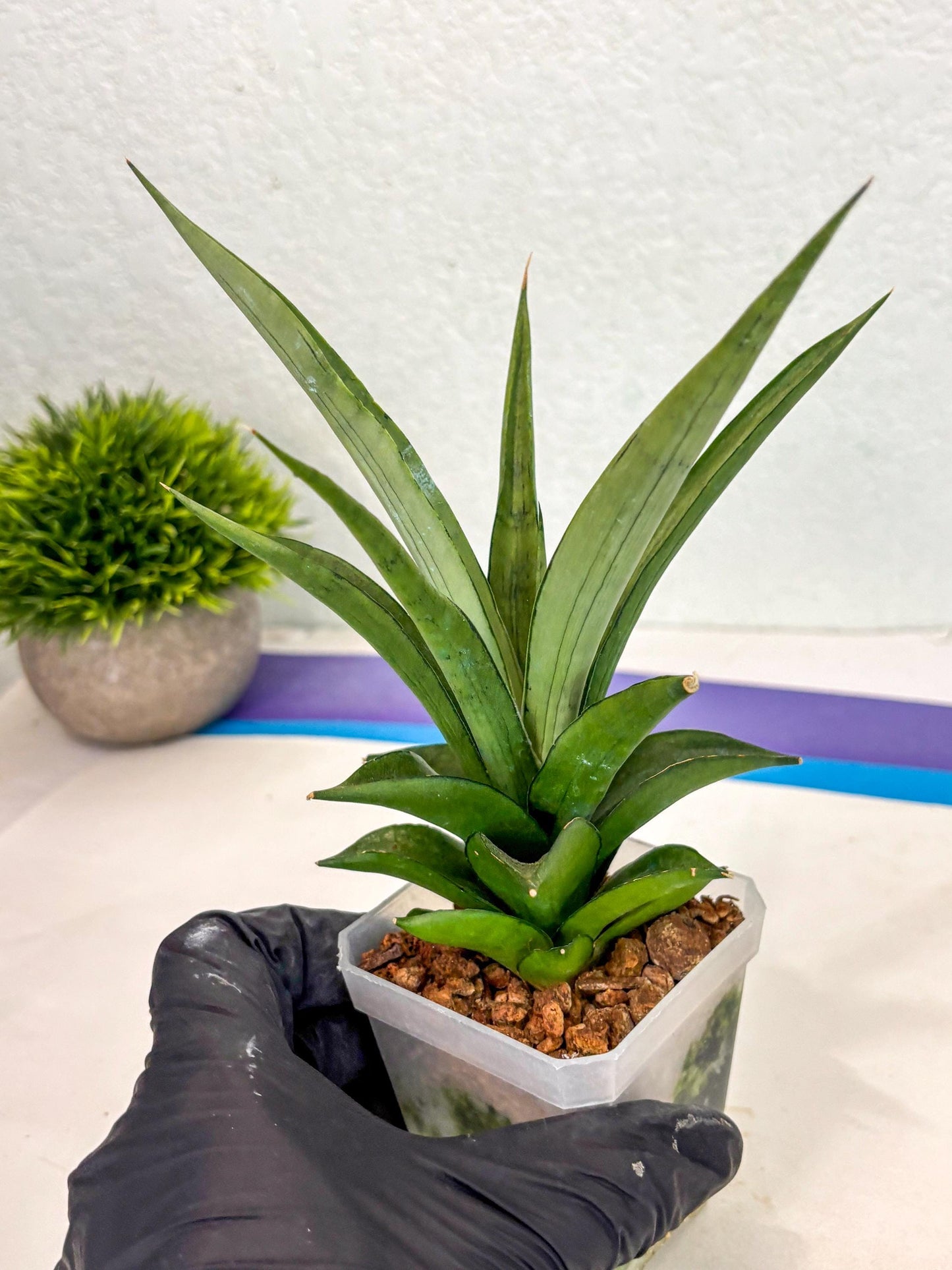 Sansevieria Manee Thewee (ca2) (14) | Rare Snake Plant