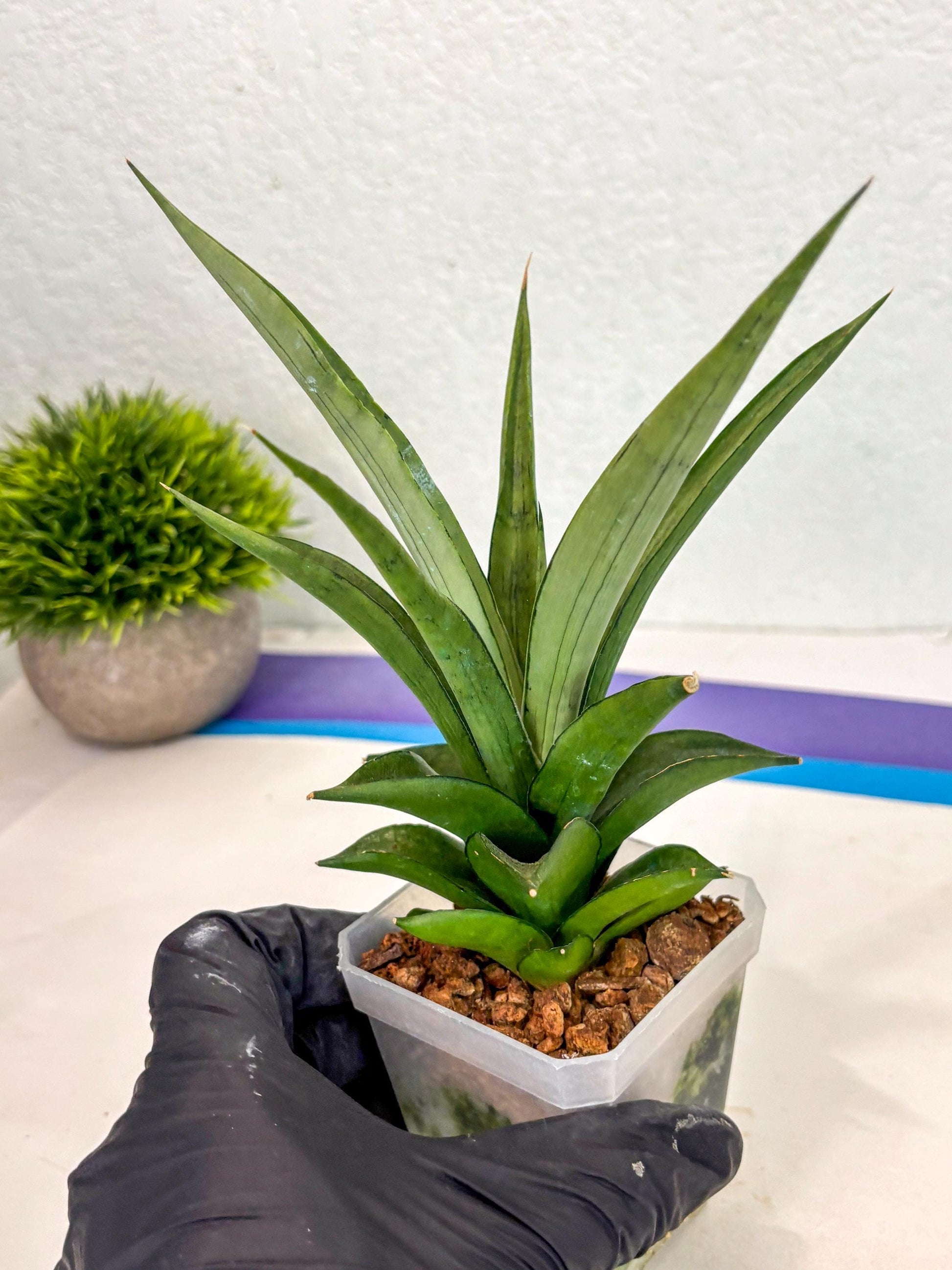Sansevieria Manee Thewee (ca2) (14) | Rare Snake Plant