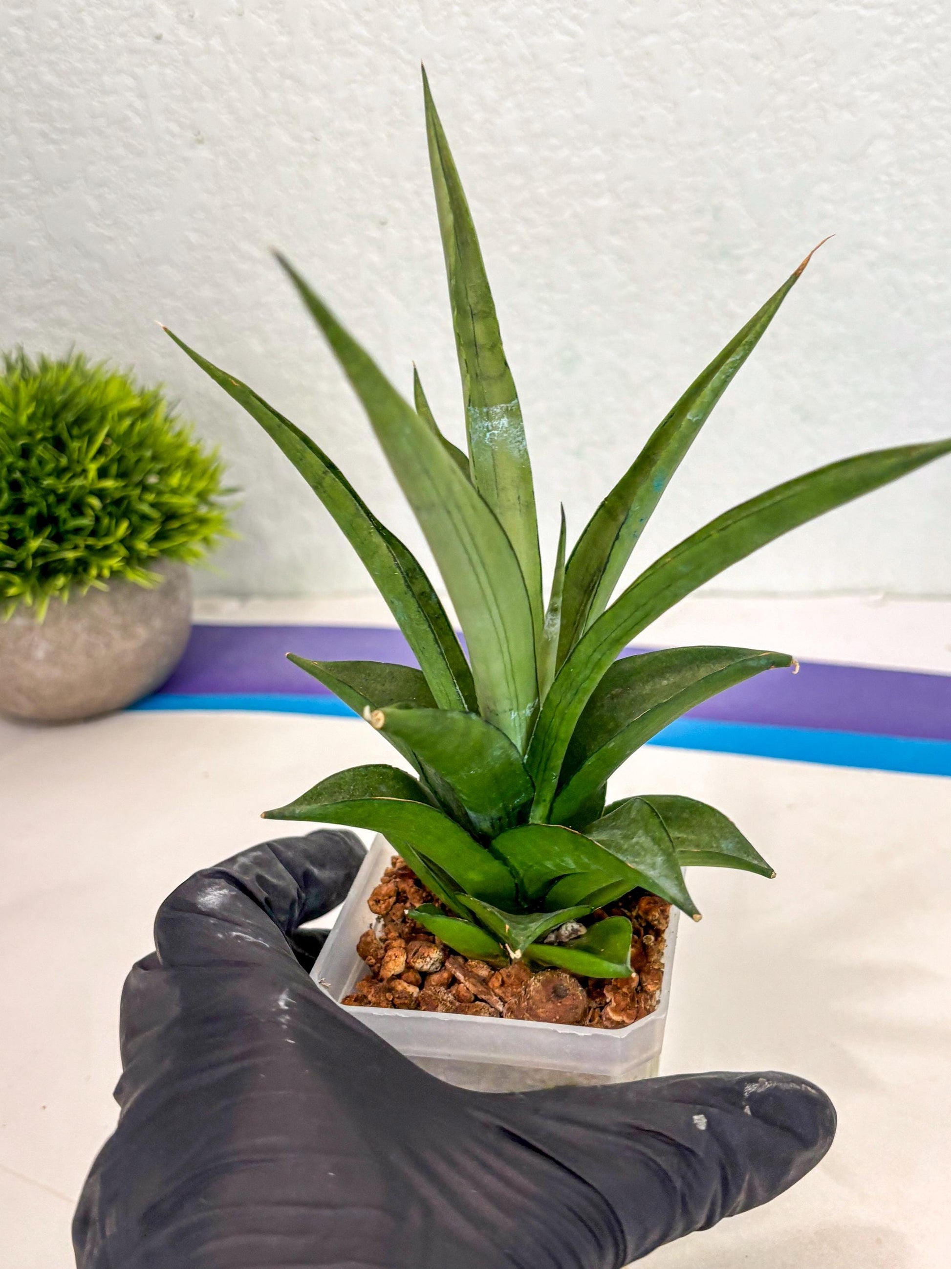 Sansevieria Manee Thewee (ca2) (14) | Rare Snake Plant