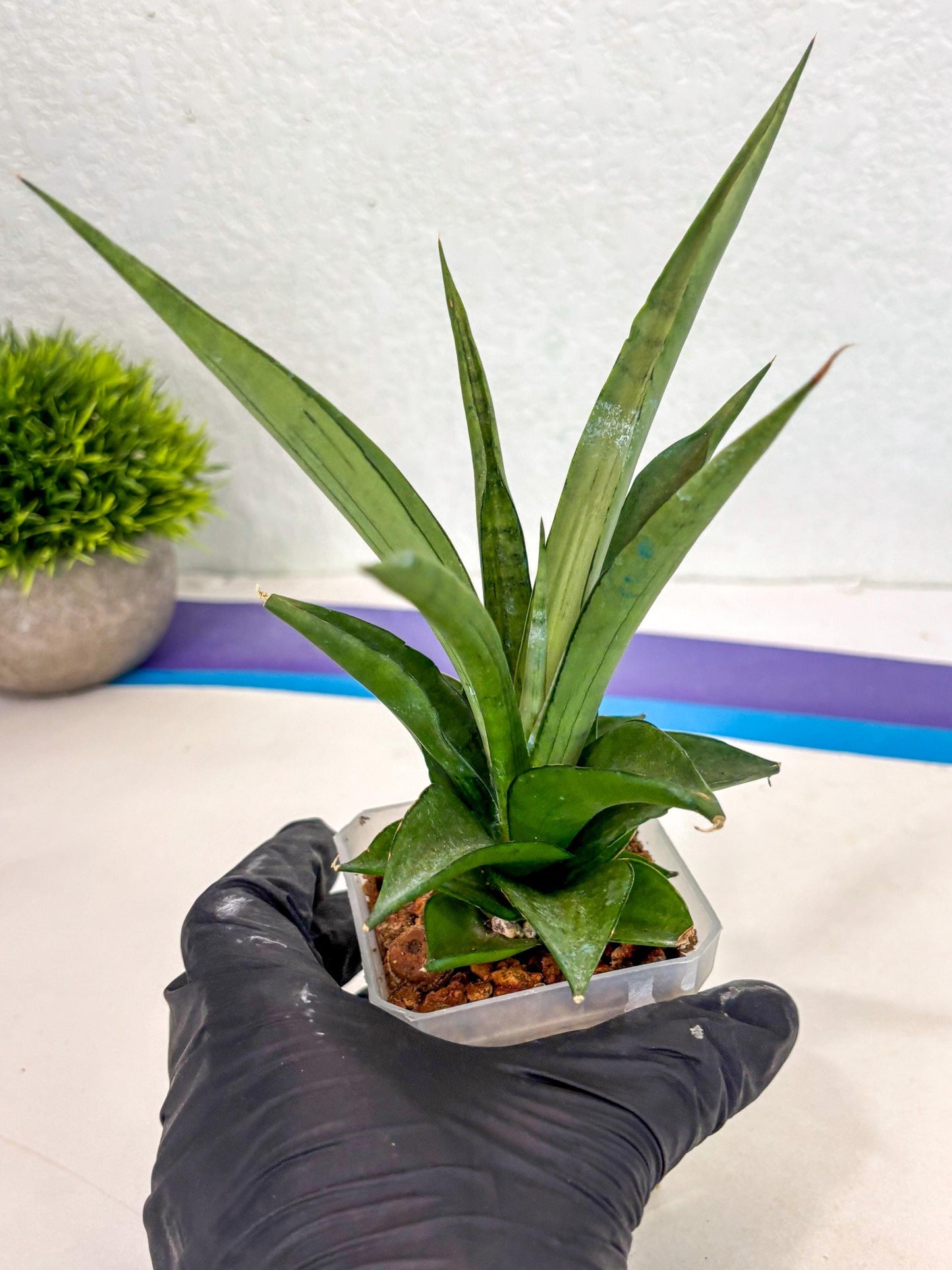 Sansevieria Manee Thewee (ca2) (14) | Rare Snake Plant
