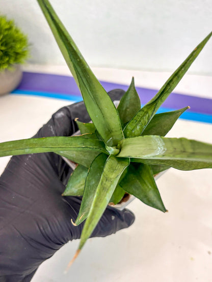 Sansevieria Manee Thewee (ca2) (14) | Rare Snake Plant