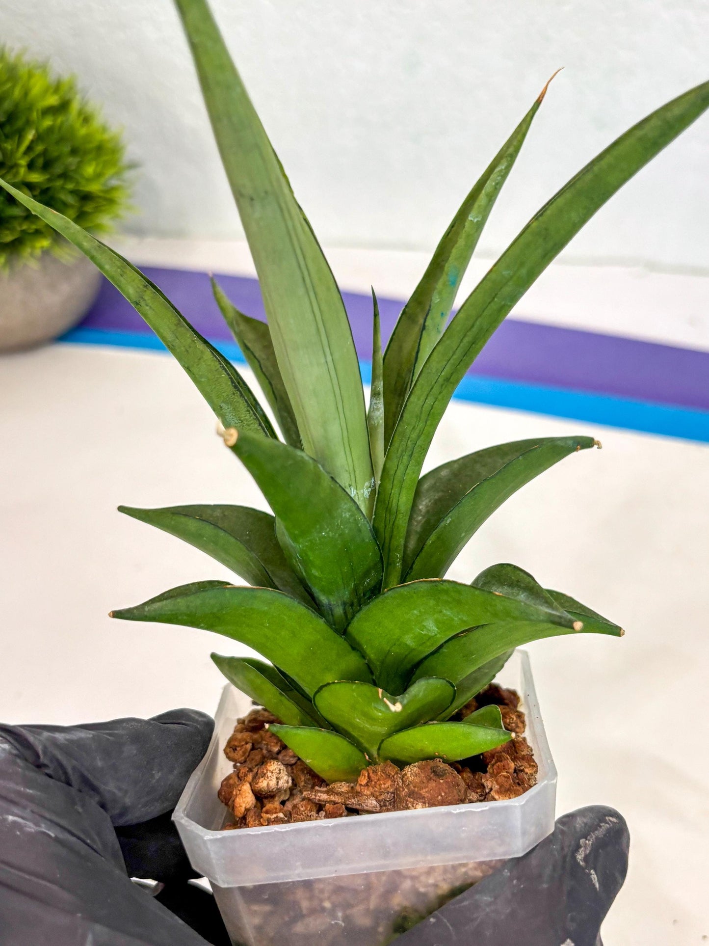 Sansevieria Manee Thewee (ca2) (14) | Rare Snake Plant