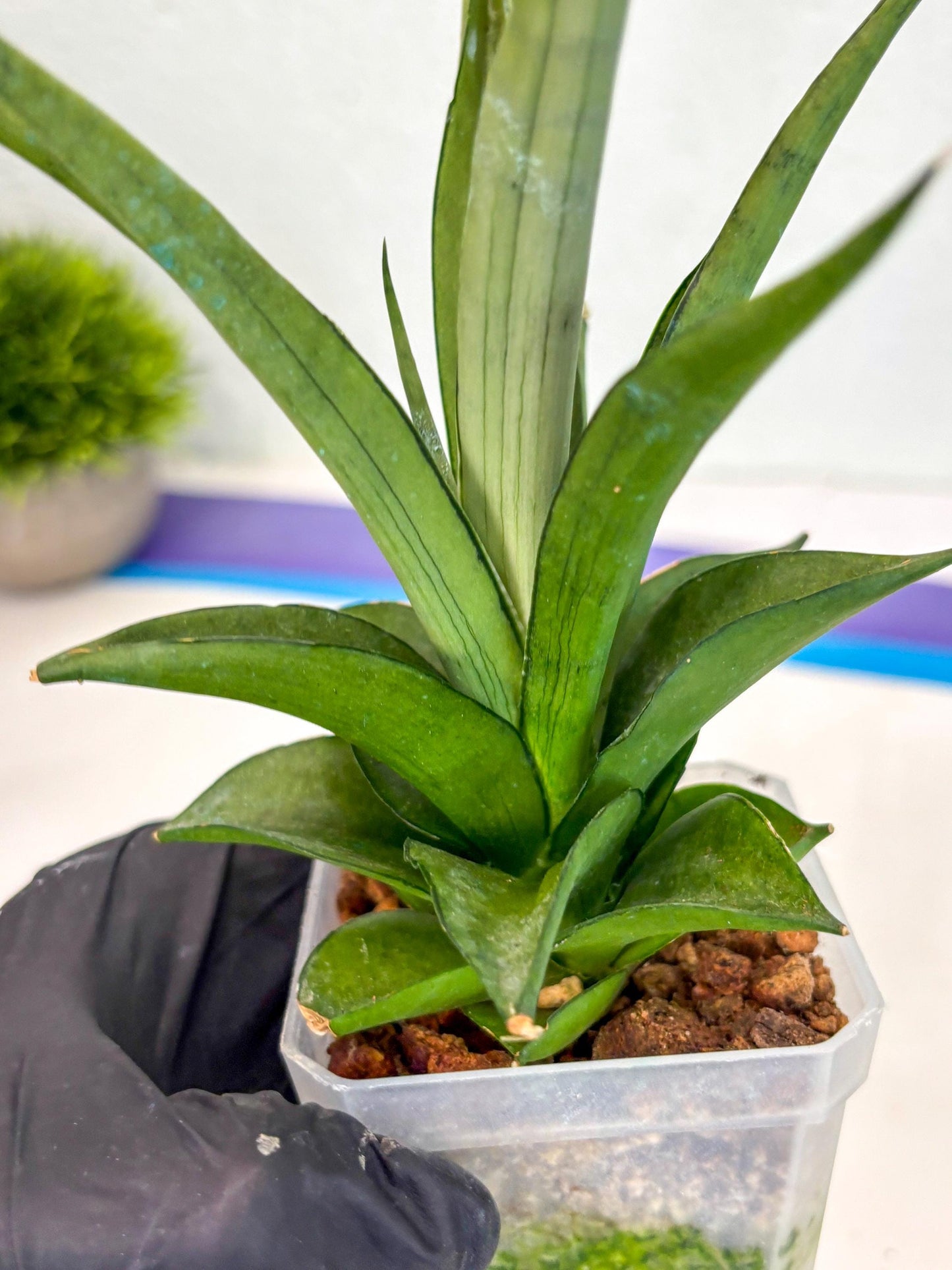 Sansevieria Manee Thewee (ca2) (14) | Rare Snake Plant