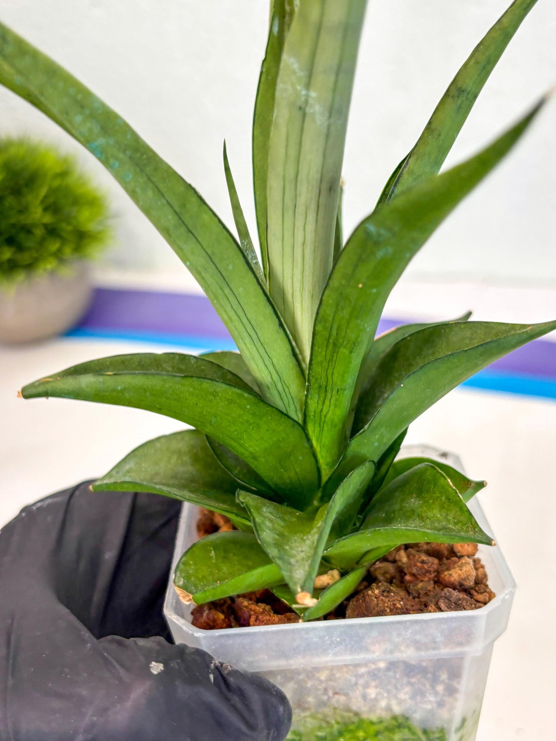 Sansevieria Manee Thewee (ca2) (14) | Rare Snake Plant