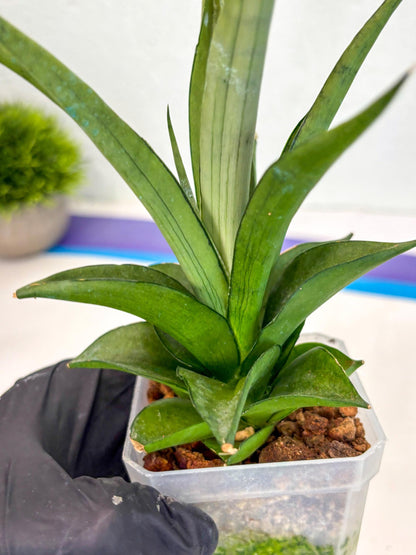 Sansevieria Manee Thewee (ca2) (14) | Rare Snake Plant