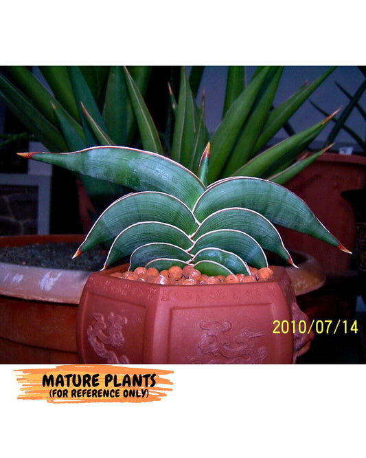 Sansevieria Rodia (ca7) (5) | Imported
