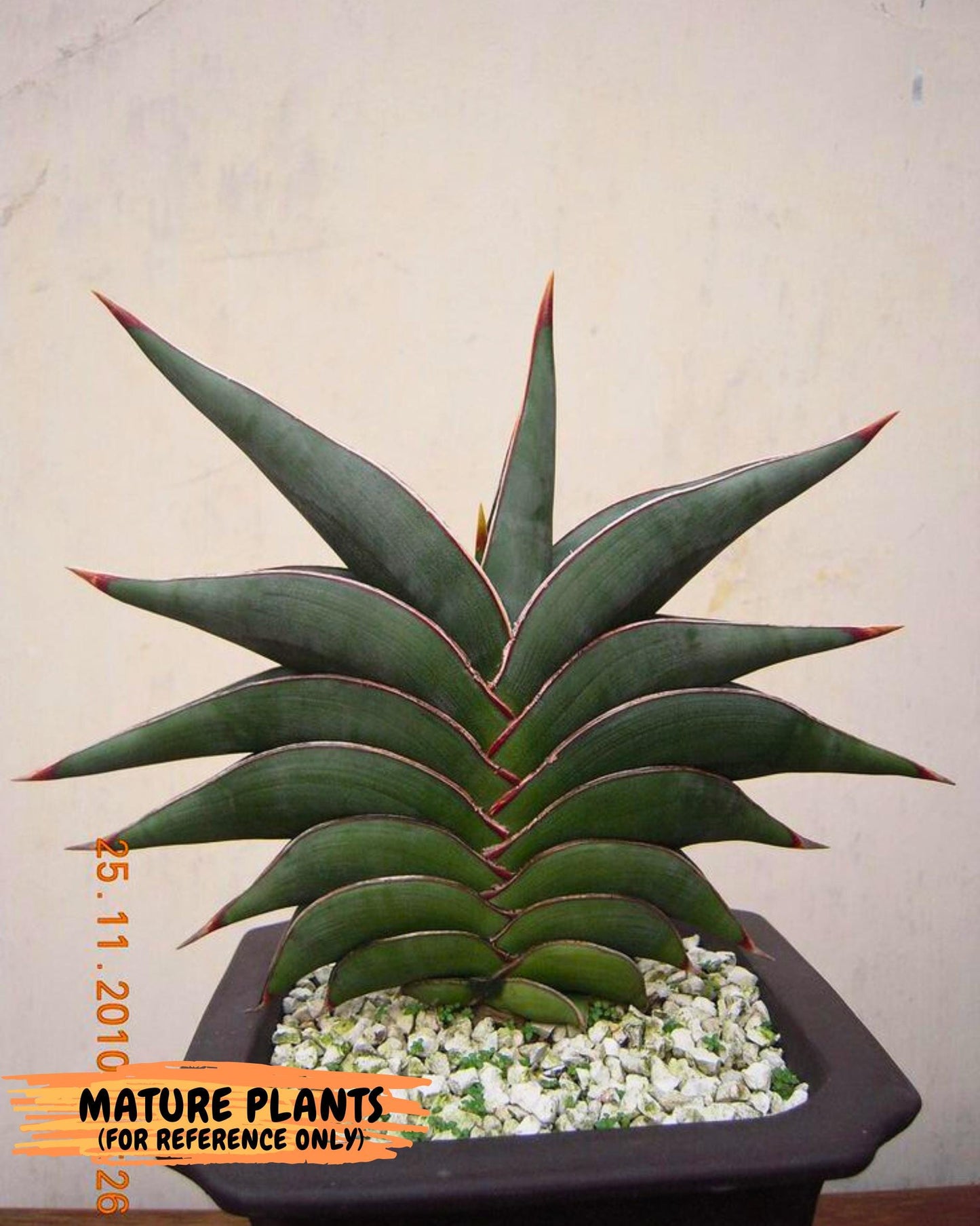 Sansevieria Rodia (ca7) (5) | Imported