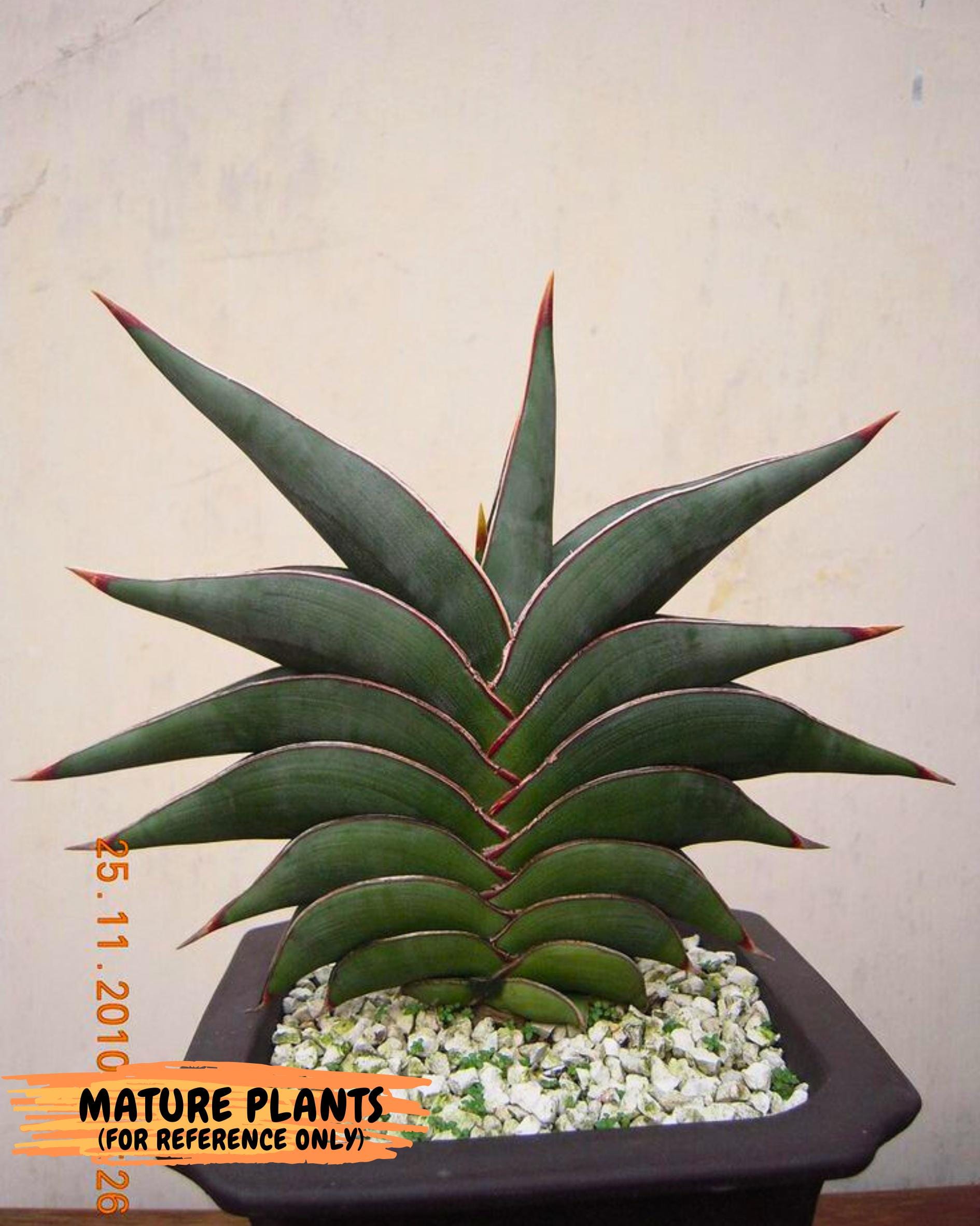 Sansevieria Rodia (ca7) (5) | Imported