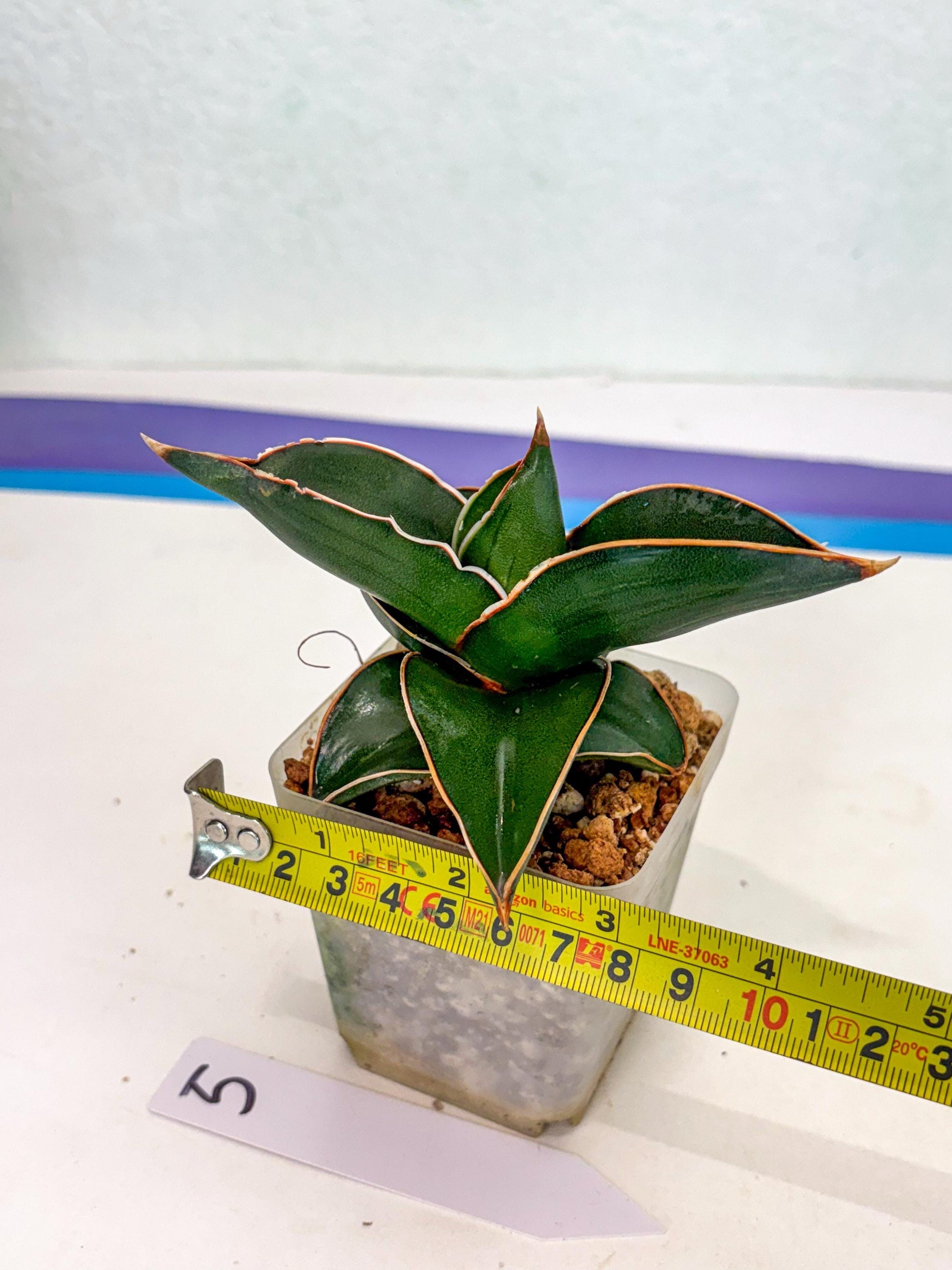 Sansevieria Rodia (ca7) (5) | Imported