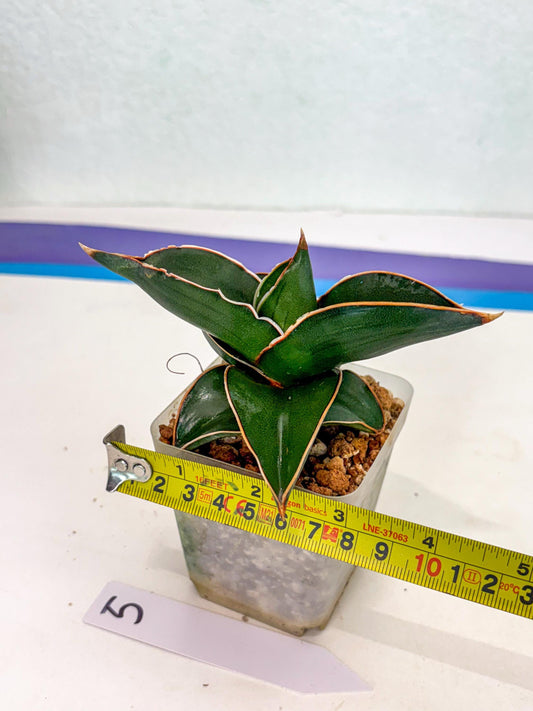 Sansevieria Rodia (ca7) (5) | Imported