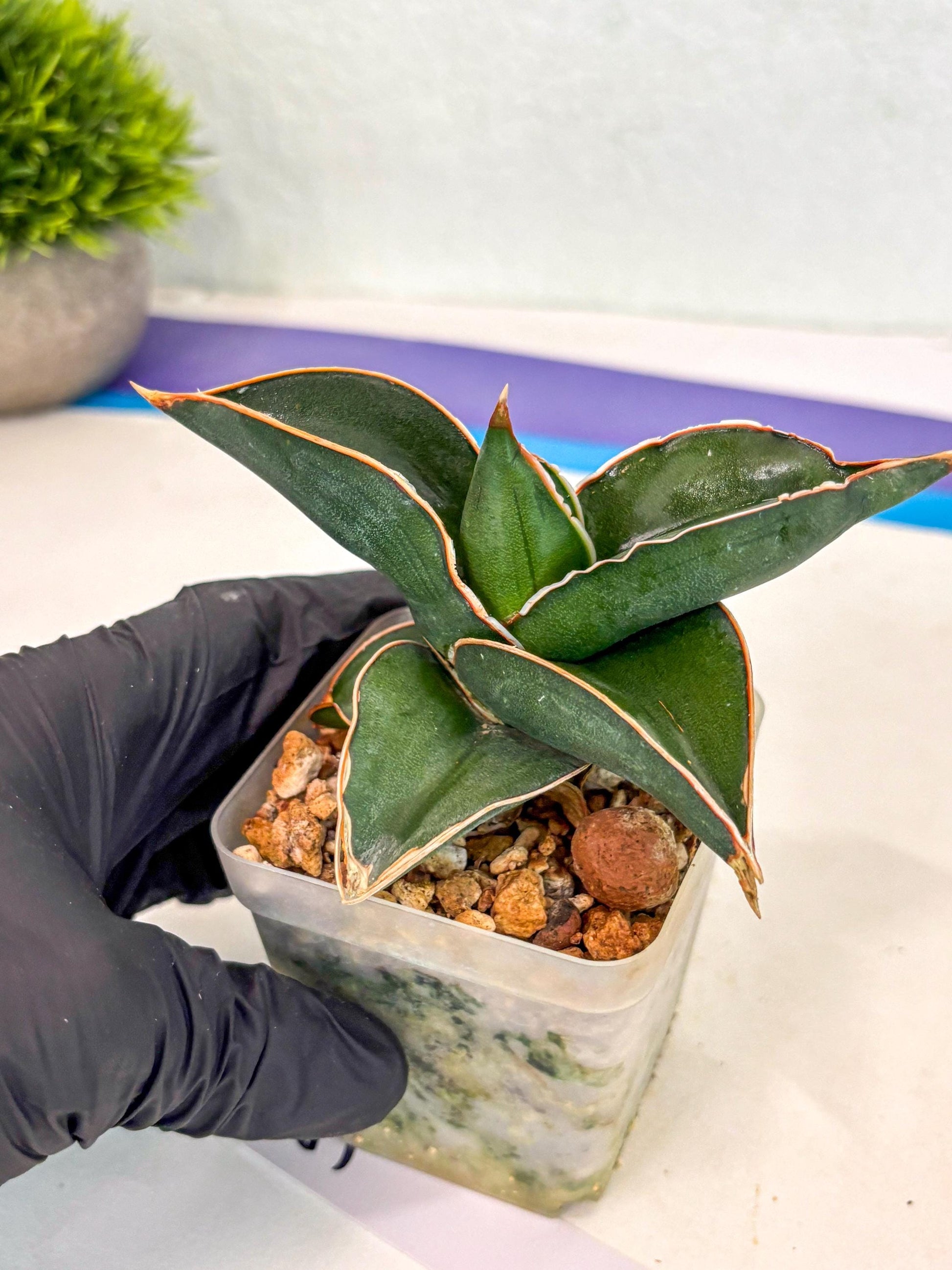 Sansevieria Rodia (ca7) (5) | Imported