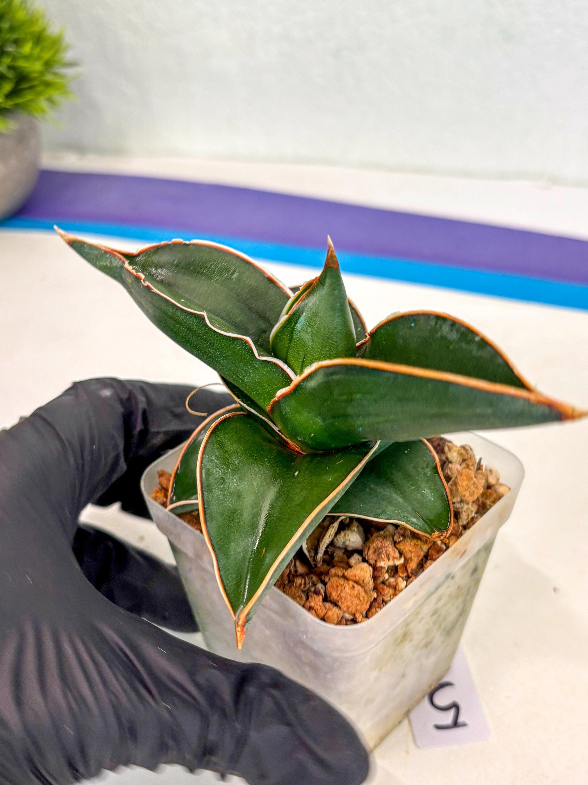Sansevieria Rodia (ca7) (5) | Imported
