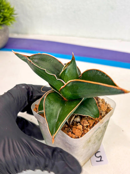 Sansevieria Rodia (ca7) (5) | Imported