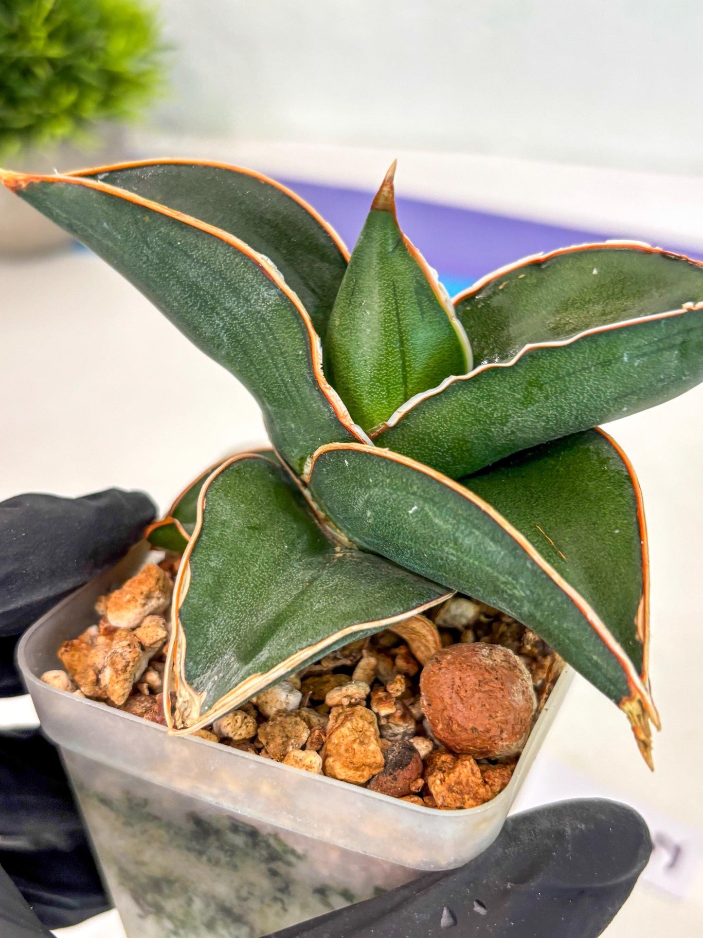 Sansevieria Rodia (ca7) (5) | Imported