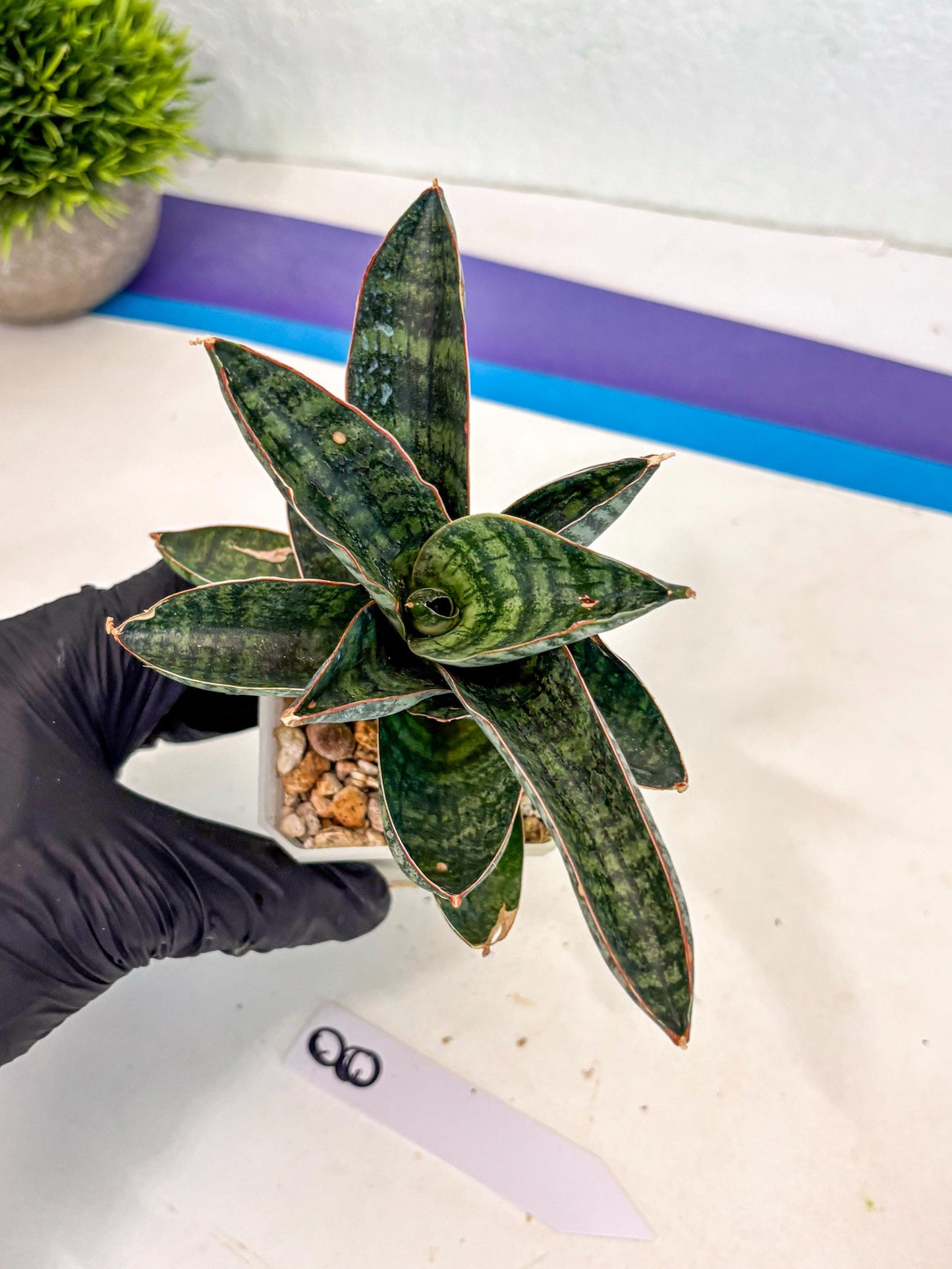 Sansevieria Nakata (ca7) (8) | Imported Hybrids