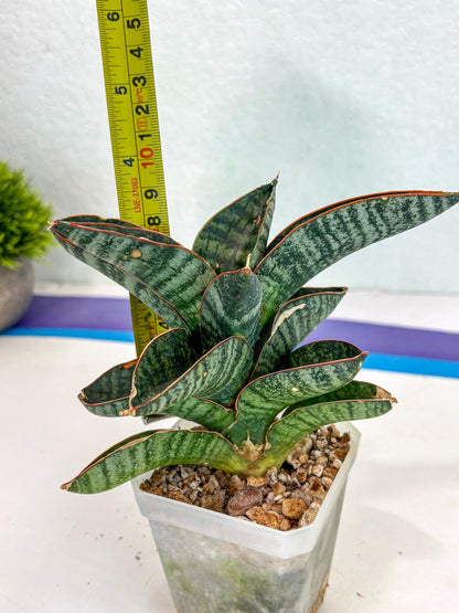 Sansevieria Nakata (ca7) (8) | Imported Hybrids
