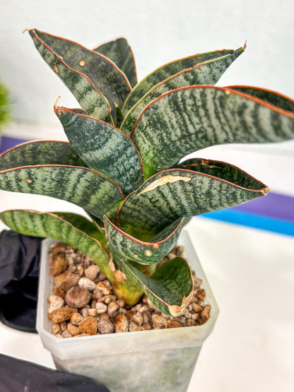 Sansevieria Nakata (ca7) (8) | Imported Hybrids