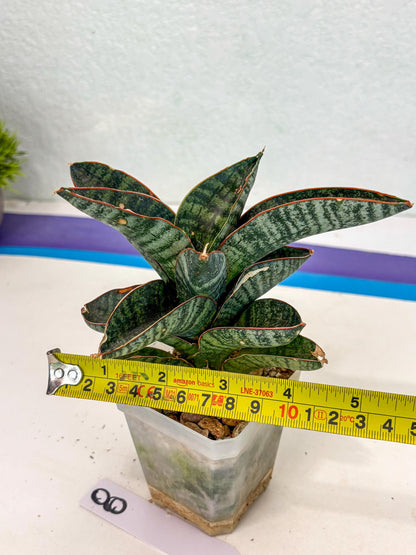 Sansevieria Nakata (ca7) (8) | Imported Hybrids