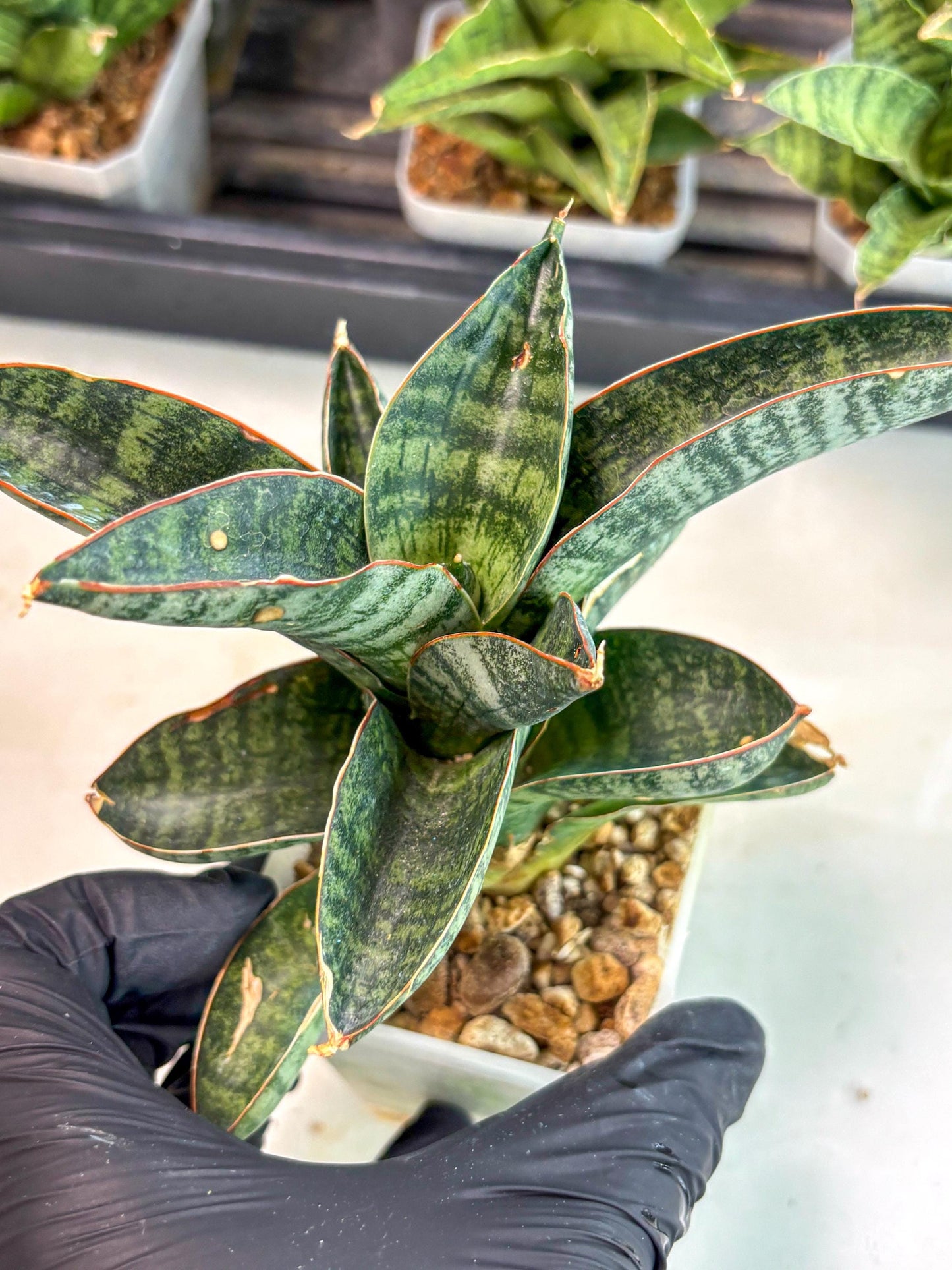 Sansevieria Nakata (ca7) (8) | Imported Hybrids
