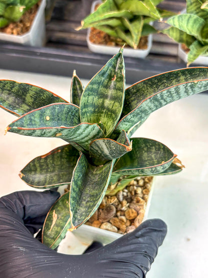 Sansevieria Nakata (ca7) (8) | Imported Hybrids