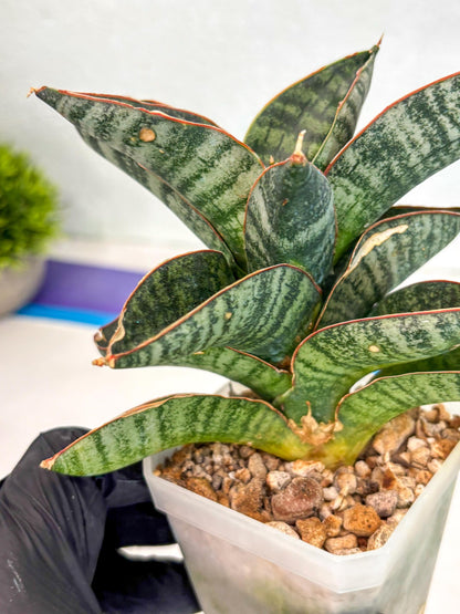 Sansevieria Nakata (ca7) (8) | Imported Hybrids