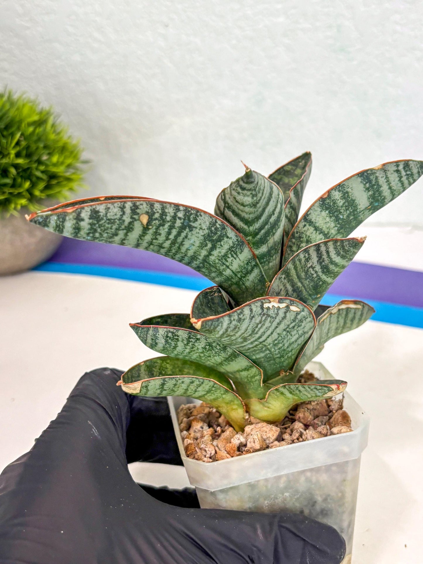 Sansevieria Nakata (ca7) (8) | Imported Hybrids