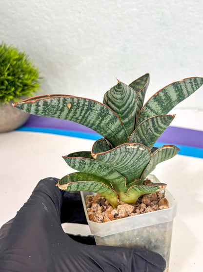 Sansevieria Nakata (ca7) (8) | Imported Hybrids