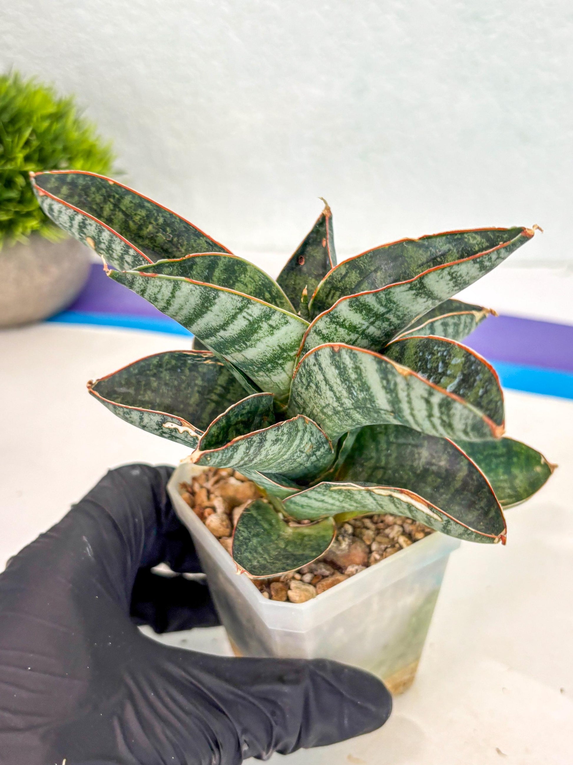 Sansevieria Nakata (ca7) (8) | Imported Hybrids