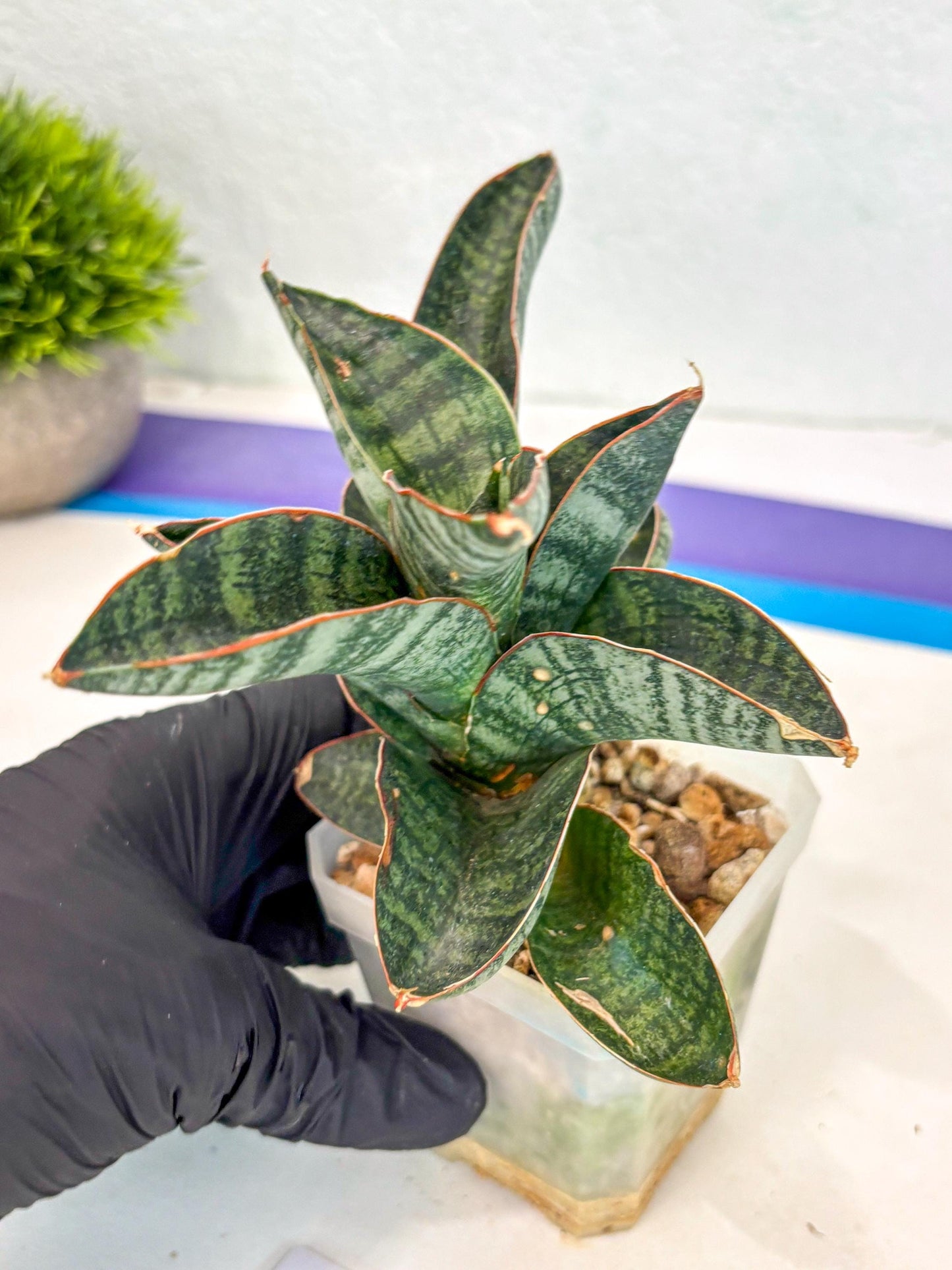 Sansevieria Nakata (ca7) (8) | Imported Hybrids