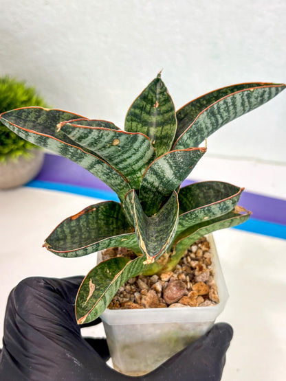 Sansevieria Nakata (ca7) (8) | Imported Hybrids