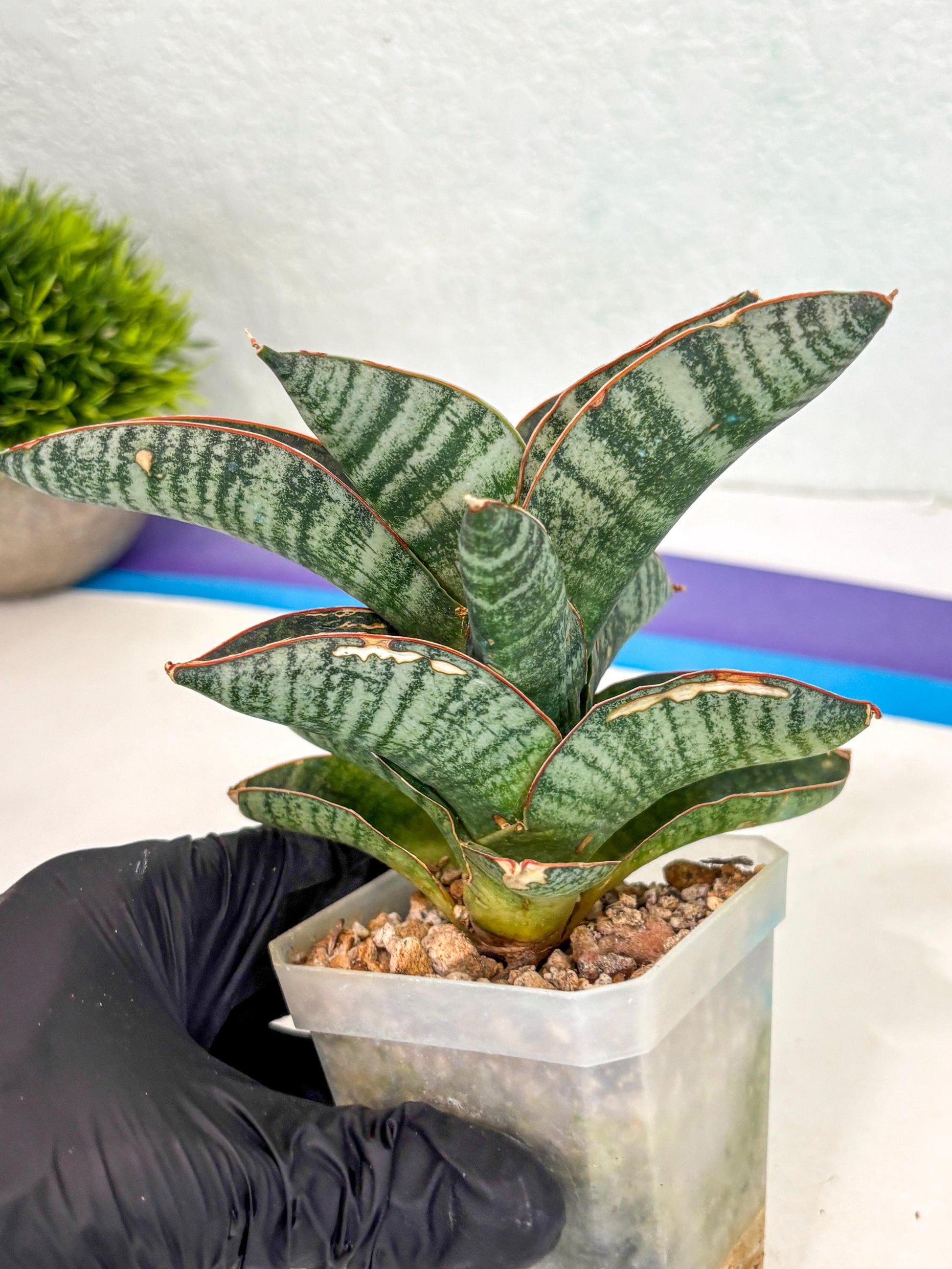 Sansevieria Nakata (ca7) (8) | Imported Hybrids
