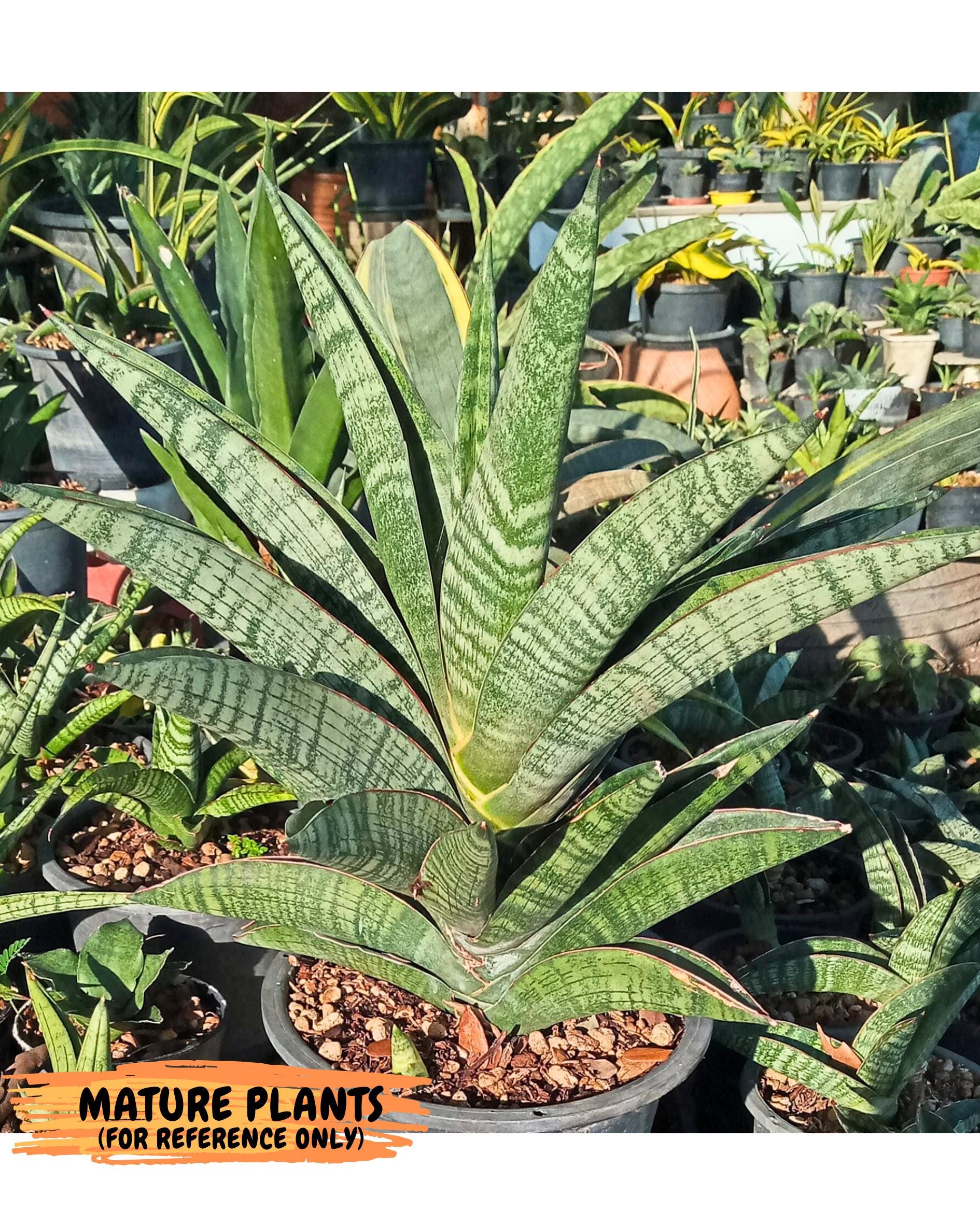 Sansevieria Nakata (ca7) (8) | Imported Hybrids