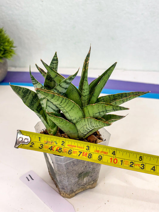 Sansevieria Snow Flake (ca7) (11) | Imported Hybrids