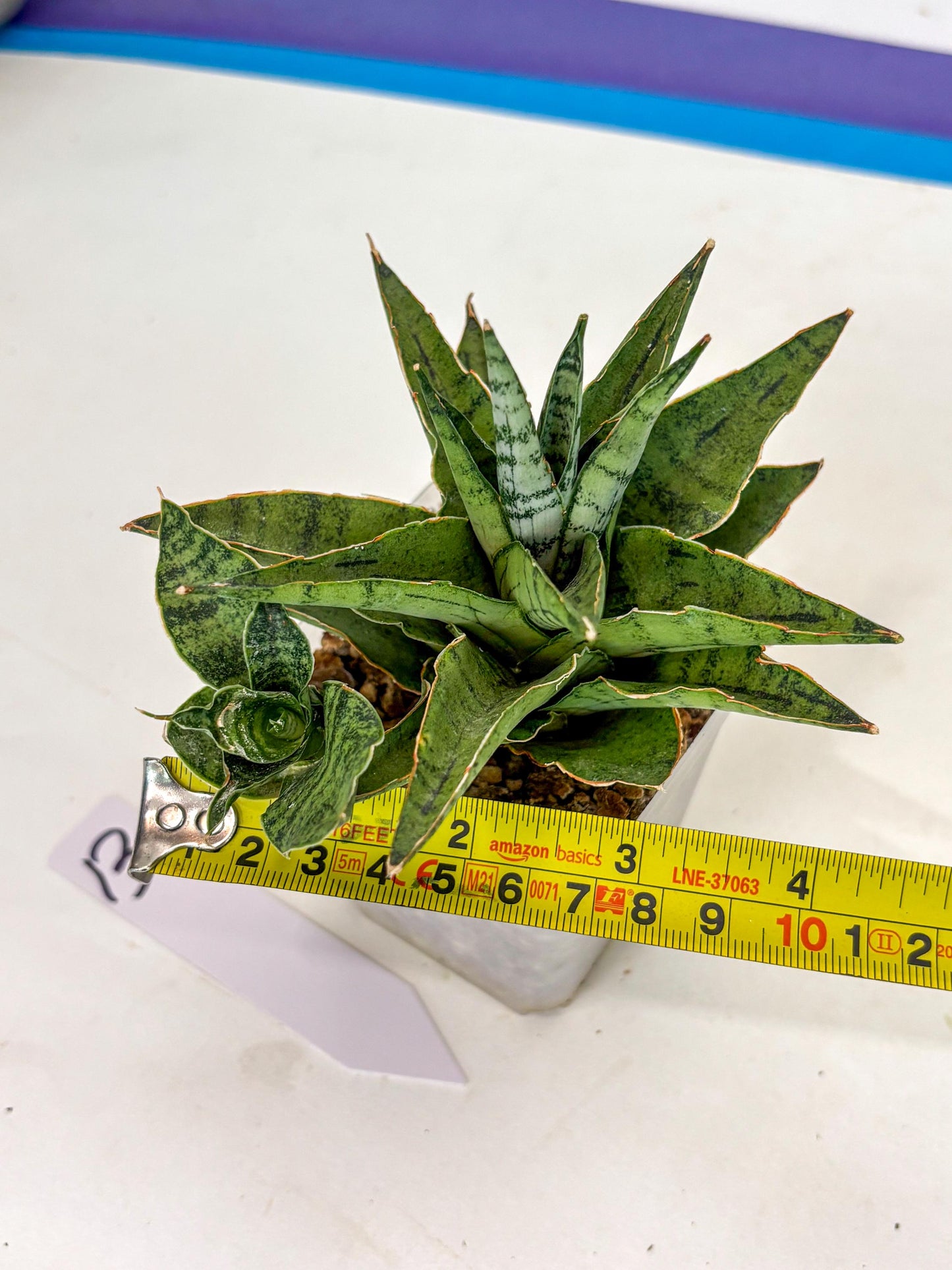 Sansevieria Snow Flake (ca7) (13) | Imported Hybrids