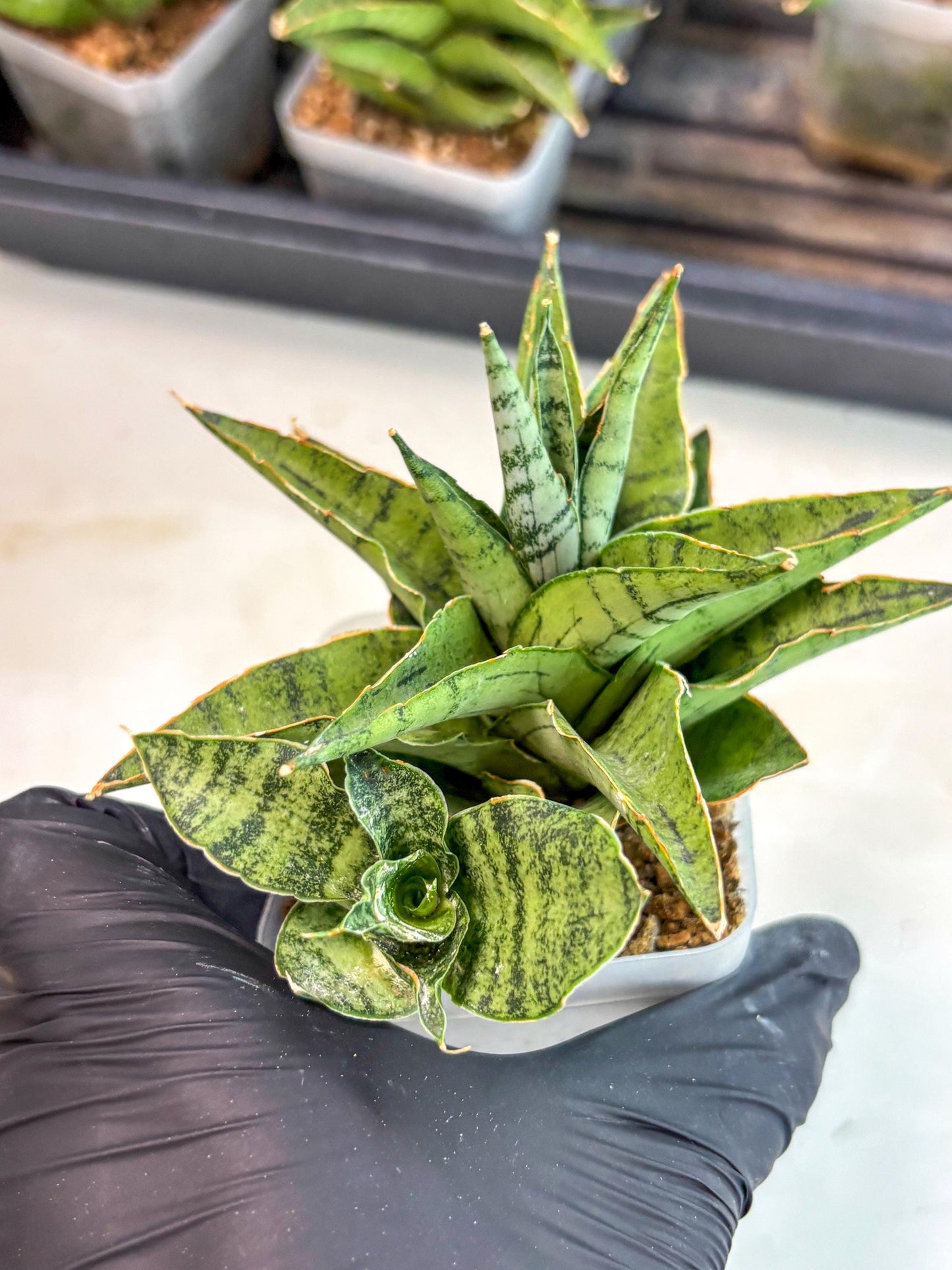 Sansevieria Snow Flake (ca7) (13) | Imported Hybrids
