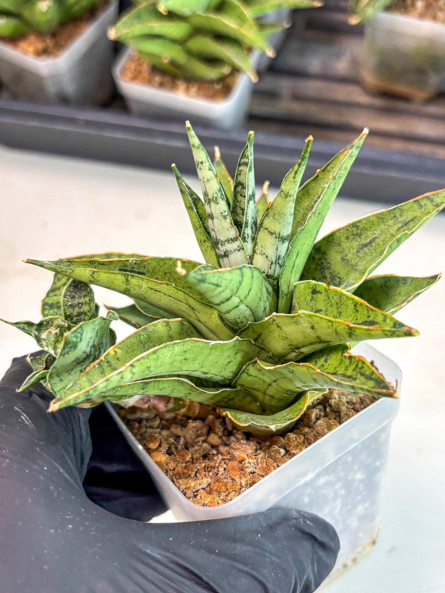 Sansevieria Snow Flake (ca7) (13) | Imported Hybrids