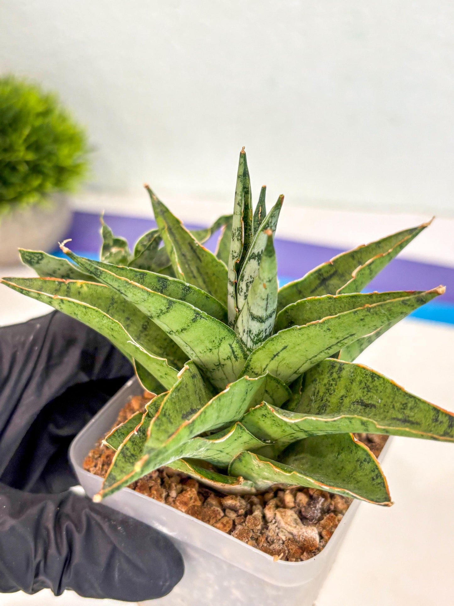 Sansevieria Snow Flake (ca7) (13) | Imported Hybrids