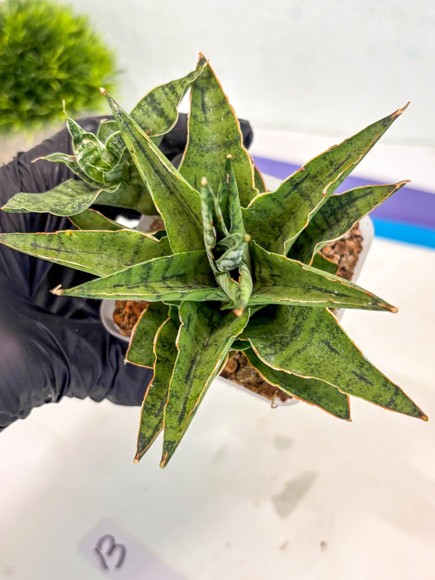 Sansevieria Snow Flake (ca7) (13) | Imported Hybrids