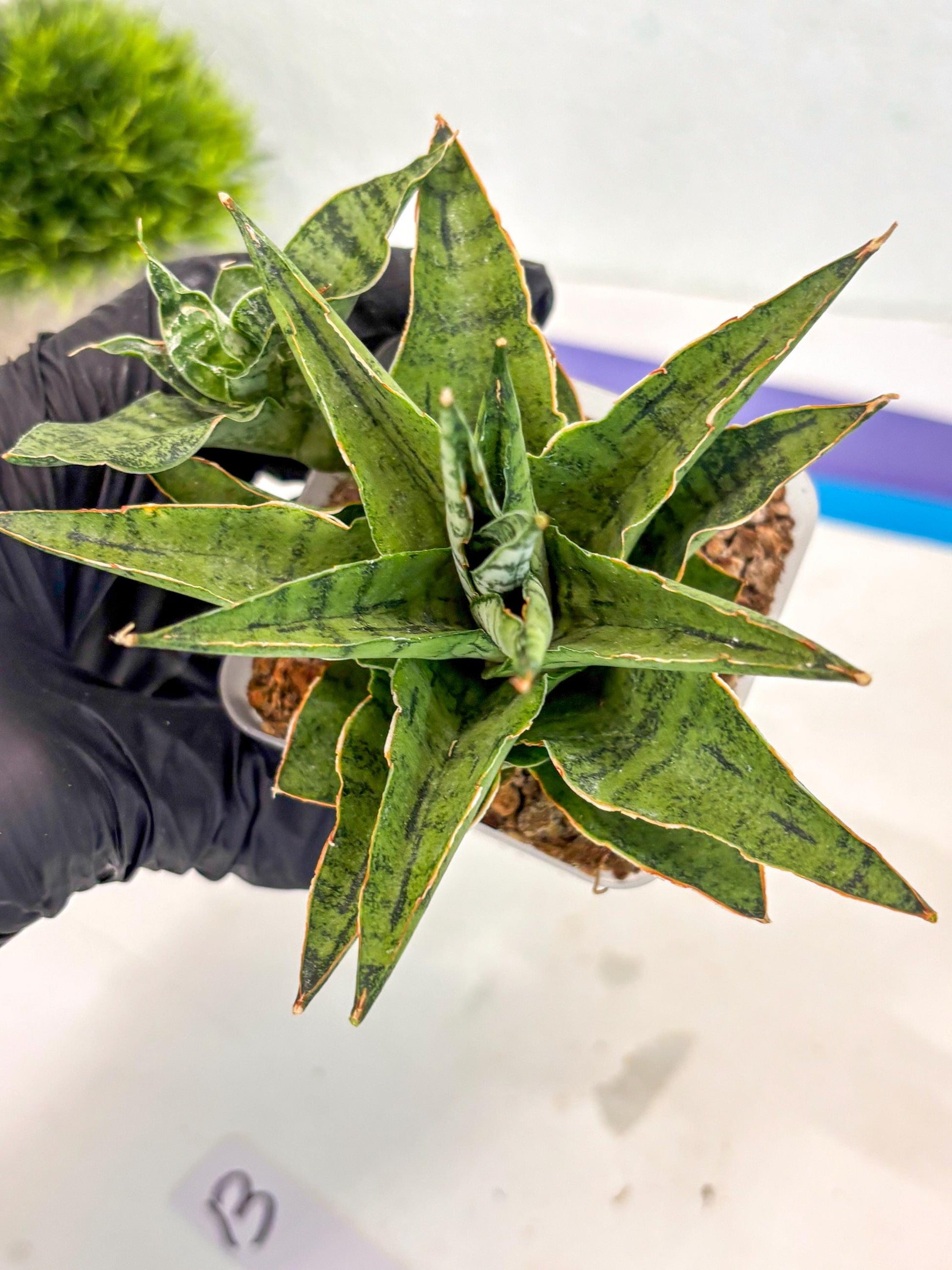 Sansevieria Snow Flake (ca7) (13) | Imported Hybrids