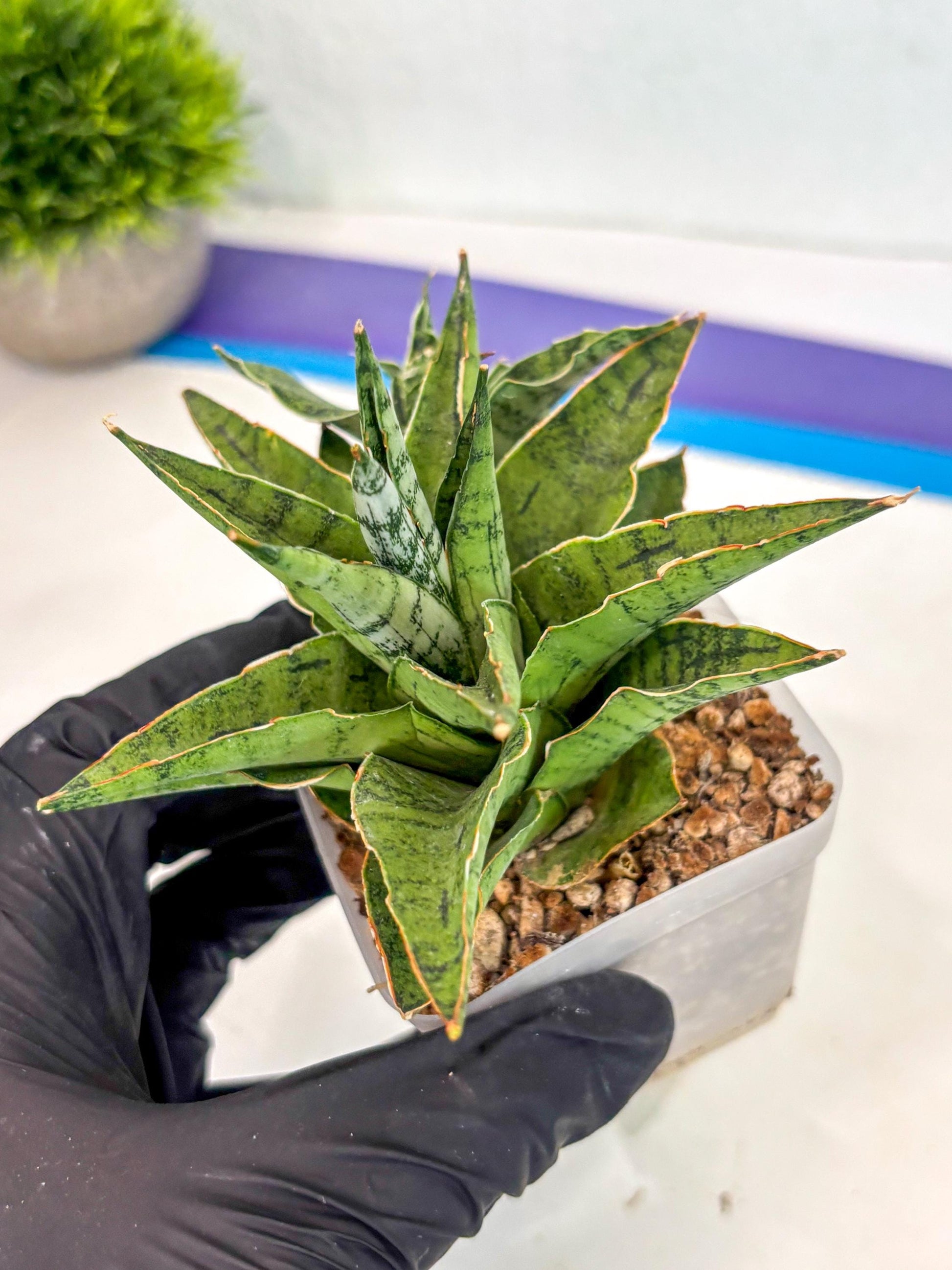 Sansevieria Snow Flake (ca7) (13) | Imported Hybrids