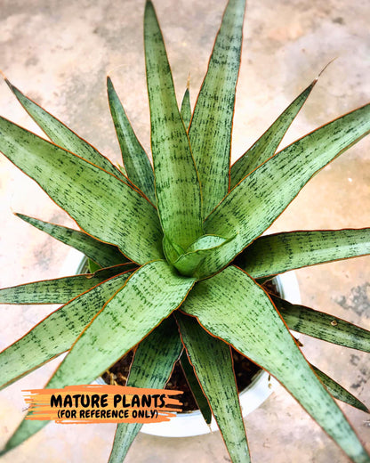 Sansevieria Lady Prang (ca4) (y) | Imported Hybrids