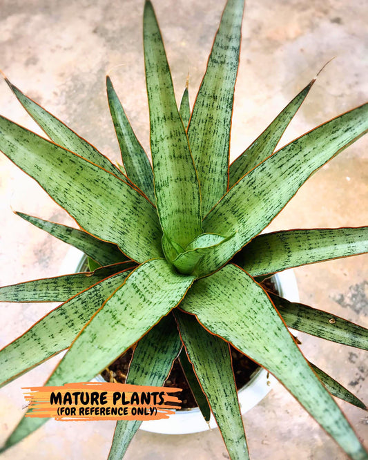 Sansevieria Lady Prang (ca4) (p) | Imported Hybrids
