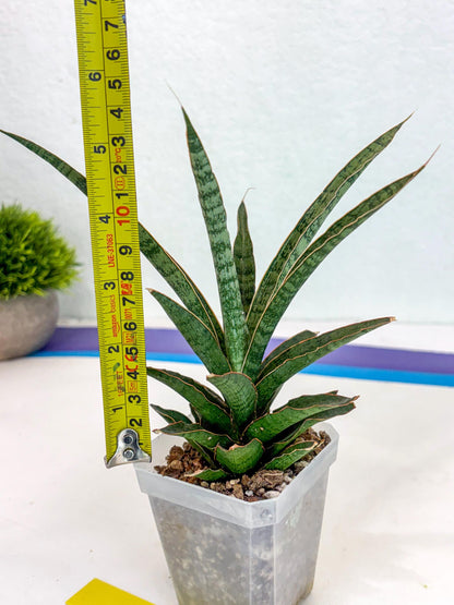 Sansevieria Lady Prang (ca4) (y) | Imported Hybrids