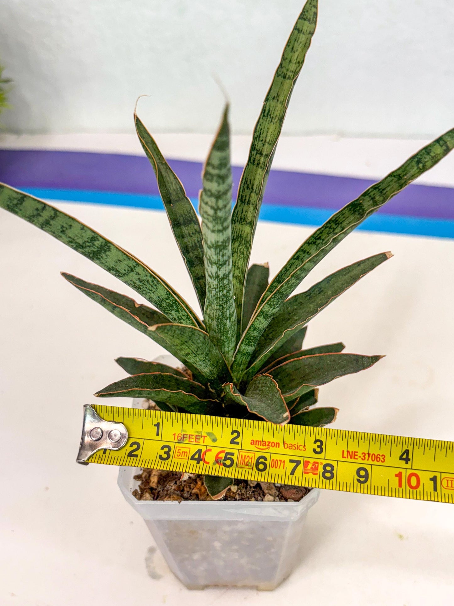 Sansevieria Lady Prang (ca4) (y) | Imported Hybrids