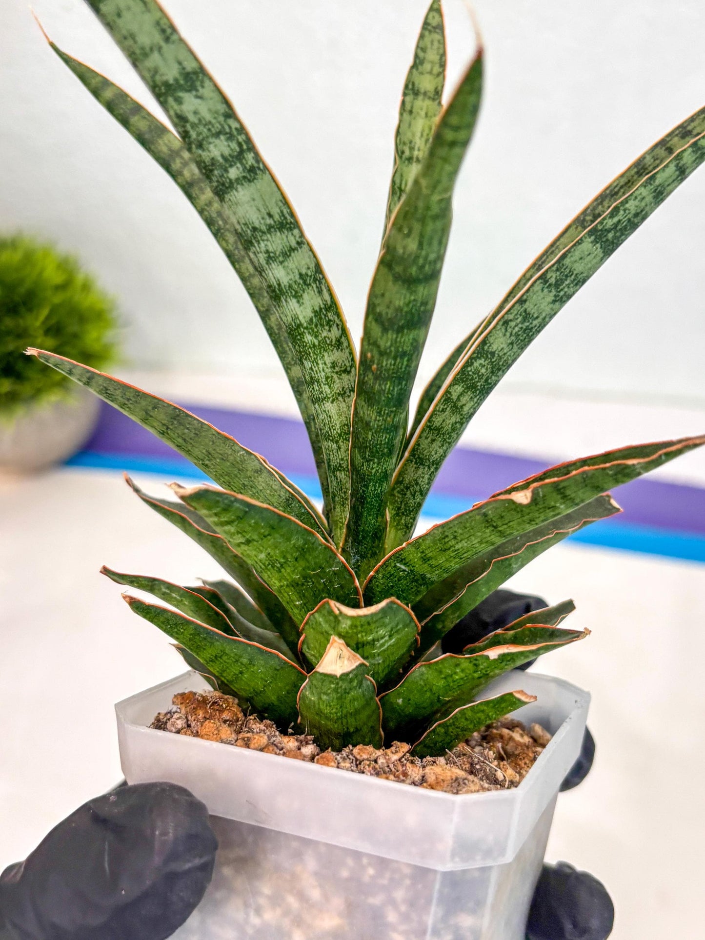 Sansevieria Lady Prang (ca4) (y) | Imported Hybrids