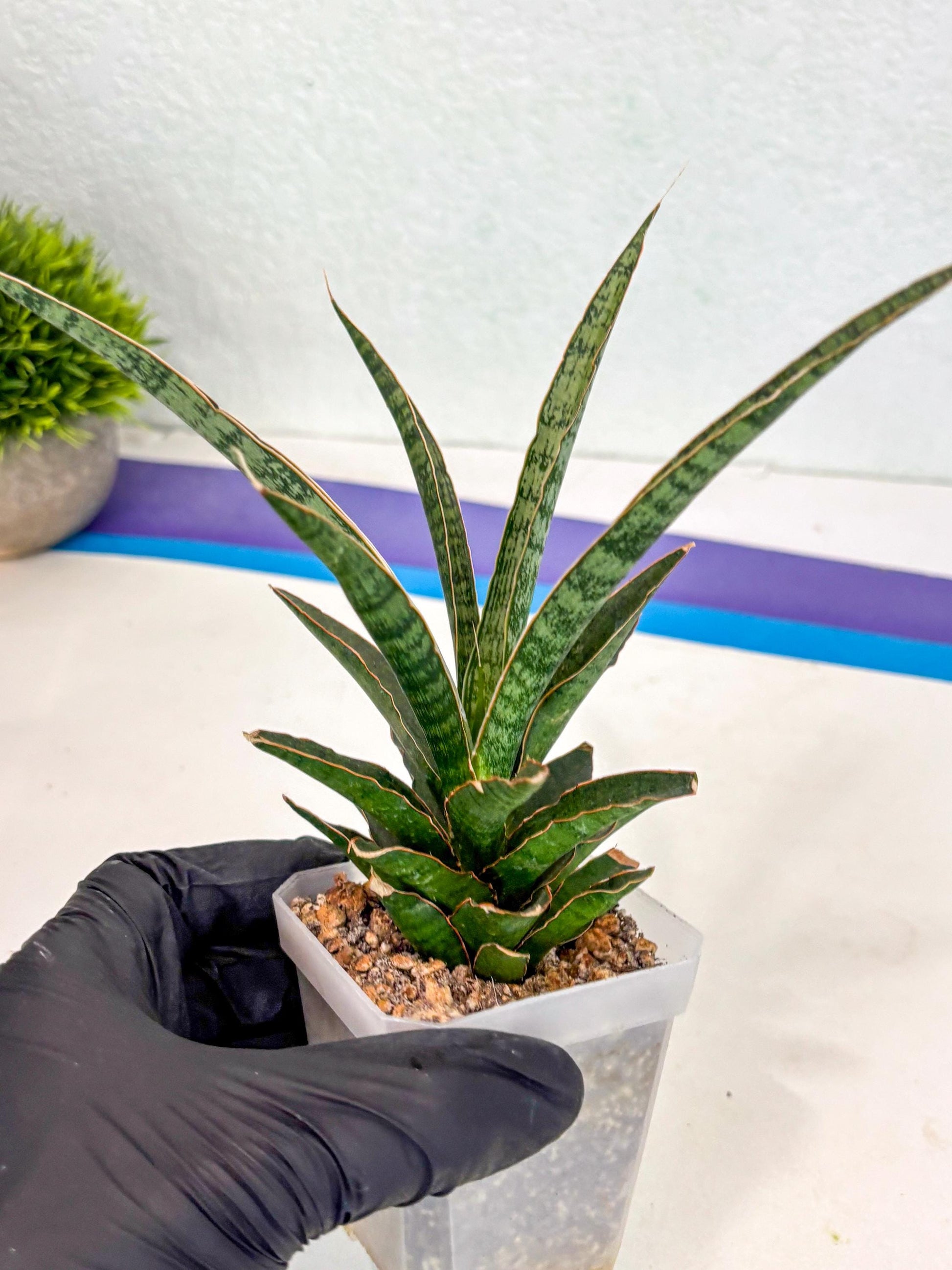 Sansevieria Lady Prang (ca4) (y) | Imported Hybrids