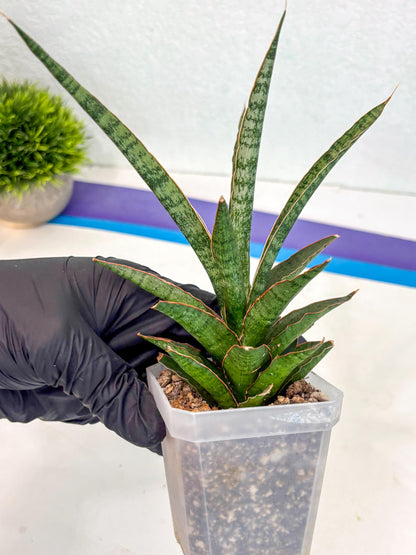 Sansevieria Lady Prang (ca4) (y) | Imported Hybrids