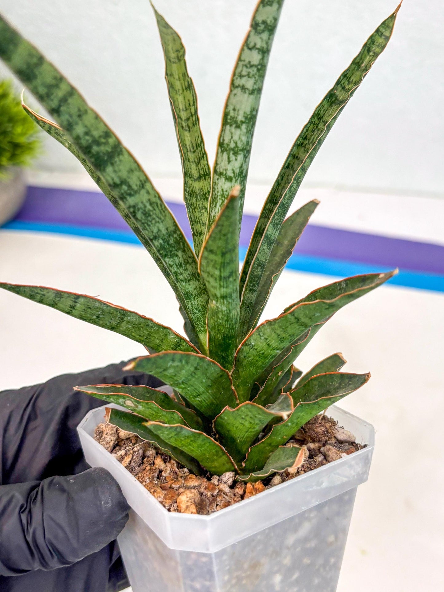 Sansevieria Lady Prang (ca4) (y) | Imported Hybrids