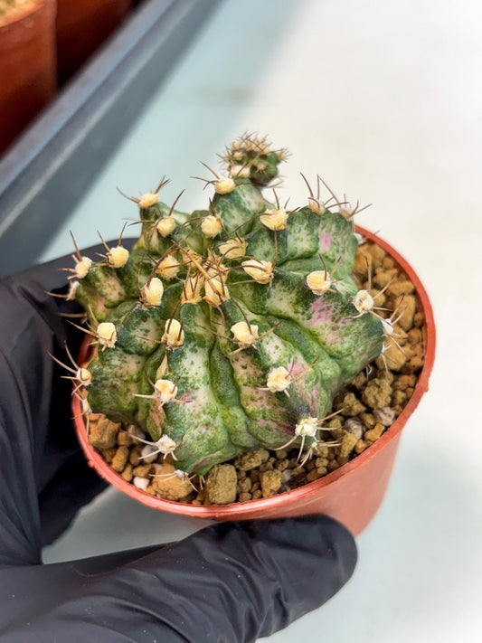 Gymnocalycium T-Rex (gy10) (y3) | Imported Variegated Cactus